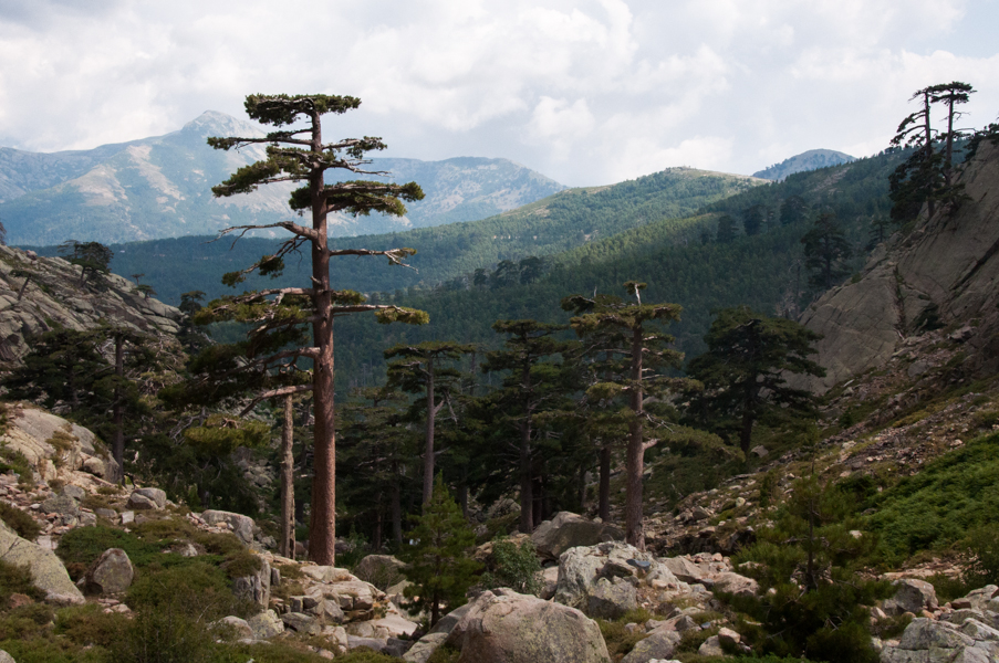 Na Korsice je mnoho stromů, ale jen málo lesů.