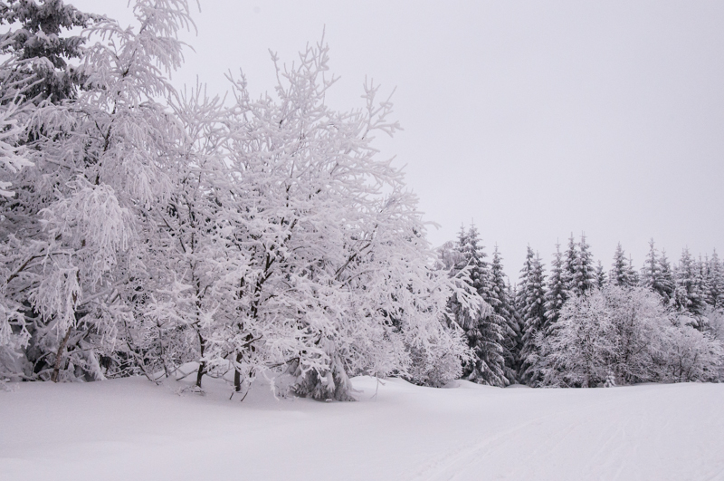 Sněhem obalený strom