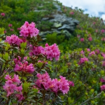 Alpejskie rododendrony