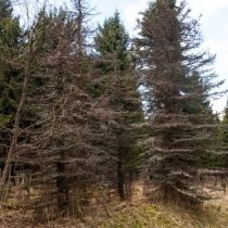Lesy Krušných hor stále ještě chřadnou