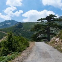 Na Korsice jsou nádherné stromy.