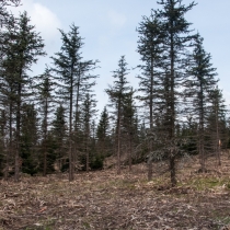 Zničené lesy Krušných hor