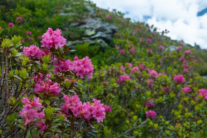 Alpejskie rododendrony