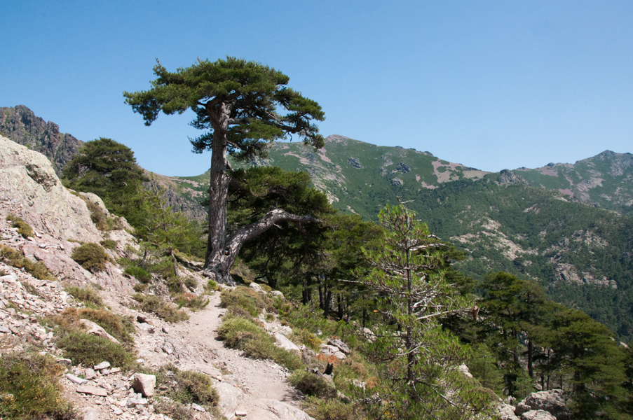 Cestou na Refuge d´Ortu di u Piobbu