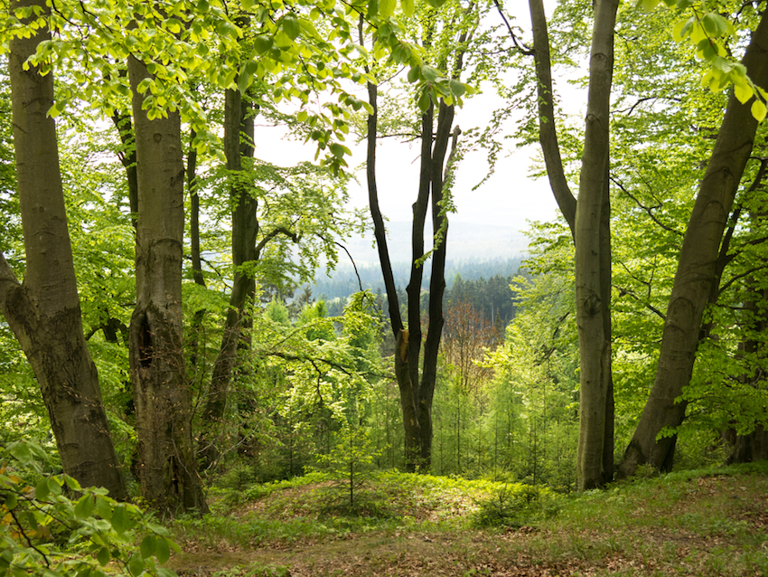 Maxovou oborou - Průhled z lesa