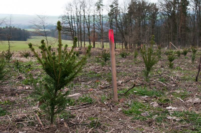 Pevnou půdu pod kořeny našlo přes 2200 smrčků