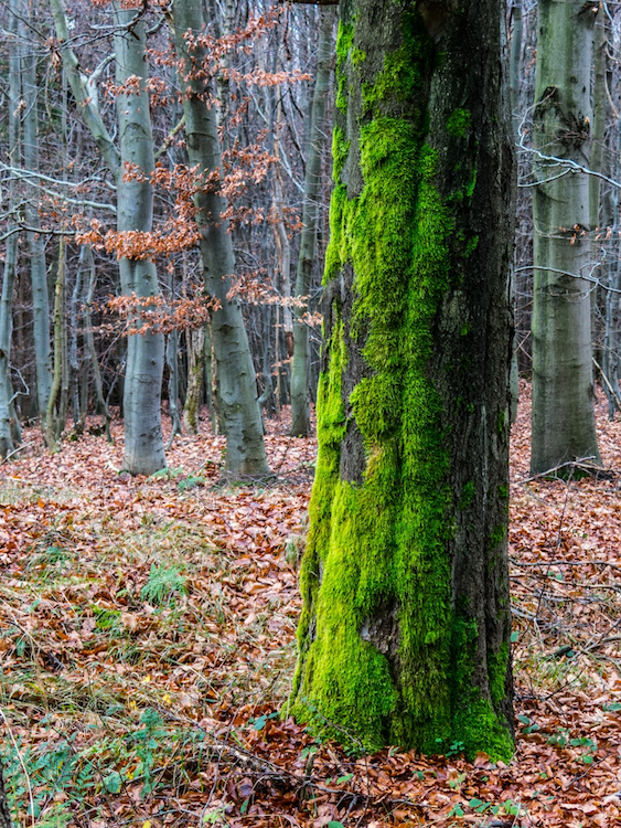 Sýkořský les