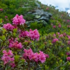Alpské rododendrony
