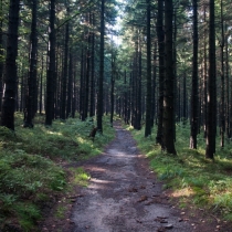 Cesta hustým lesem