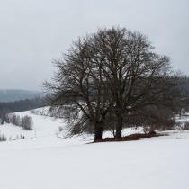 Cesta na Olověný vrch