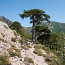 Cestou na Refuge d´Ortu di u Piobbu