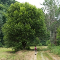 Cestou z Vidimských lávek