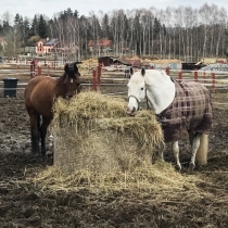Koně na statku v Kamenici