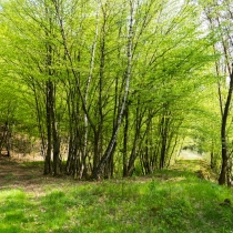 Maxovou oborou - Jaro ve stromech