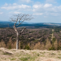 Pruhované lesy Krušných hor