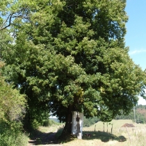 Řakomská lípa s křížkem