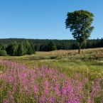 Šumavská louka