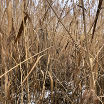 Tohle roští jsme museli proťapat na...